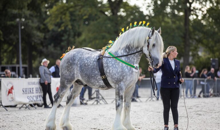 Hollington silver Dollar 4yo